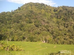 Cerita Rakyat dari Tegal: Legenda Si Gringsing dan Si Kasur