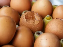 7 Tanda Telur Ayam Sudah Tak Lagi Segar, Jangan Dikonsumsi!