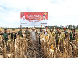 Kemhan Panen Raya Jagung di Lahan Food Estate Gunung Mas Kalteng