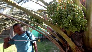 Melihat Perawatan Pohon Kurma di Aceh