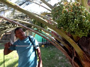 Melihat Perawatan Pohon Kurma di Aceh