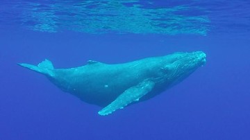 Rahasia Paus Biru Jadi Hewan Terbesar Sejagat, Dinosaurus Kalah