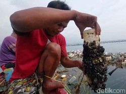 Pembudidaya Kerang Hijau di Lampung Rugi Ratusan Juta Imbas Banjir