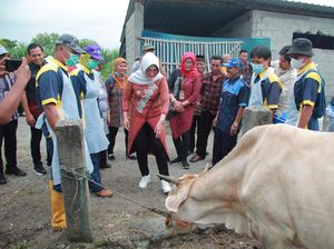 Antisipasi Antraks, Bupati Klaten Tinjau Vaksinasi Ternak di Katekan
