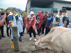 Antisipasi Antraks, Bupati Klaten Tinjau Vaksinasi Ternak di Katekan