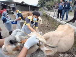 Sekeluarga di Klaten Diperiksa Darahnya Usai Makan Sop Sapi dari Lokasi Antraks