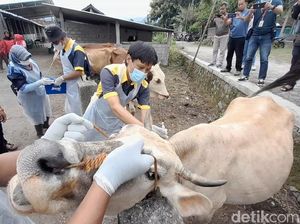 Sekeluarga di Klaten Diperiksa Darahnya Usai Makan Sop Sapi dari Lokasi Antraks Sekeluarga di Klaten Diperiksa Darahnya Usai Makan Sop Sapi dari Lokasi Antraks