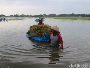 Sawah di Jakenan Pati Kebanjiran, Petani Panen Pakai Perahu Terpal Sawah di Jakenan Pati Kebanjiran, Petani Panen Pakai Perahu Terpal