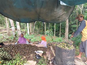 Bahagia Ade Kebanjiran Order Kolang-kaling di Ciamis
