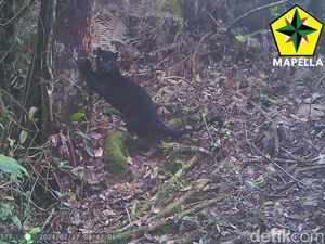 Kisah 10 Hari Tinggal di Hutan Demi Mencari Macan Gunung Sunda Purba Kisah 10 Hari Tinggal di Hutan Demi Mencari Macan Gunung Sunda Purba