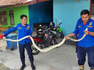 Mangsa Ayam di Girisubo Gunungkidul, Ular Sanca 4 Meter Dievakuasi