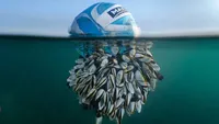Karya Jawara British Wildlife Photography 2024 Bikin Mata Terpana