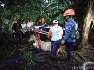 Damkar Evakuasi Kuda Tercebur Sumur di Sukaraja Bogor Damkar Evakuasi Kuda Tercebur Sumur di Sukaraja Bogor