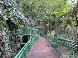 Sejuknya Ngabuburit di Forest Walk Babakan Siliwangi Bandung