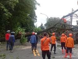 Pohon Tumbang di Jl Raya Ciawi-Gadog, Lalin Arah Puncak Sempat Tertutup