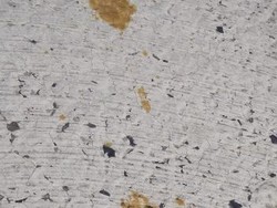 Warga Jepang Mendadak Dilarang Sentuh Kucing, Ada Apa?