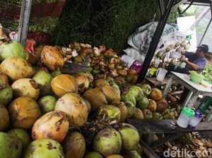 Biang Kerok Harga Kelapa Naik Gila-gilaan