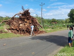 Cerita Mistis Seputar Randu Alas Berumur Ratusan Tahun di Semanu Gunungkidul