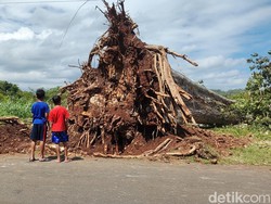 Pohon Randu Alas Umur Ratusan Tahun di Semanu Gunungkidul Tumbang