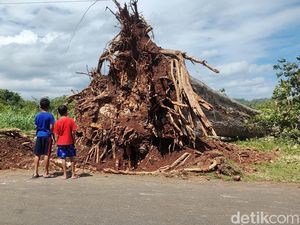 Pohon Randu Alas Umur Ratusan Tahun di Semanu Gunungkidul Tumbang Pohon Randu Alas Umur Ratusan Tahun di Semanu Gunungkidul Tumbang