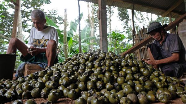 Melihat Pengolahan Kolang Kaling yang Harganya Melejit Saat Ramadan