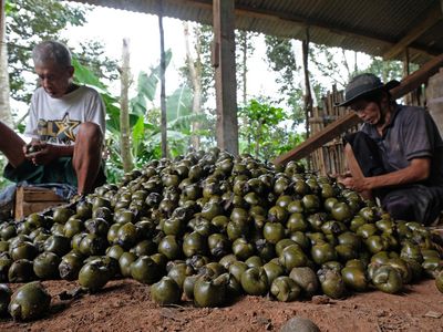 Melihat Pengolahan Kolang Kaling yang Harganya Melejit Saat Ramadan