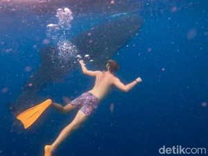 Berenang Bersama Hiu Paus di Teluk Saleh Sumbawa, Segini Harga-Aturannya Berenang Bersama Hiu Paus di Teluk Saleh Sumbawa, Segini Harga-Aturannya