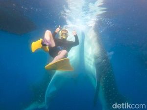 Bertemu Hiu Paus di Teluk Saleh: Panduan Perjalanan hingga Estimasi Biaya