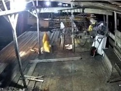 Ngeri! Harimau Masuk ke Pondok dan Terkam Ternak Warga di Siak