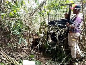 Buntut 3 Orang Diserang Harimau, Satgas Pasang Perangkap Isi Kambing