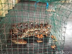 Ular Misterius yang Gegerkan Warga Sukabumi