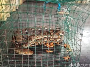 Ular Sanca Misterius yang Membuat Heran Warga Sukabumi Ular Sanca Misterius yang Membuat Heran Warga Sukabumi