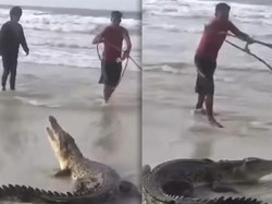 Viral Buaya Ditangkap Warga Pakai Tali, Diduga Habitat Rusak Akibat Tambang