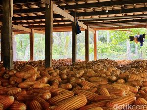Jaminan Bulog Bone Beli Jagung Petani Rp 4.200/Kg dengan Kadar Tertentu Jaminan Bulog Bone Beli Jagung Petani Rp 4.200/Kg dengan Kadar Tertentu