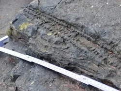 Jejak Hutan Tertua Ditemukan, Umurnya 350 Juta Tahun