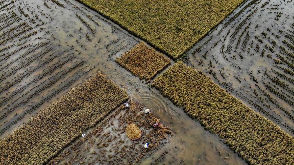 Panen Padi Lebih Awal Akibat Banjir di Tuban
