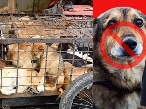 Pemerintah Korea Utara Larang Warganya Pelihara Anjing kecuali untuk Dimakan