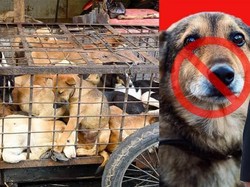 Pemerintah Korea Utara Larang Warganya Pelihara Anjing kecuali untuk Dimakan
