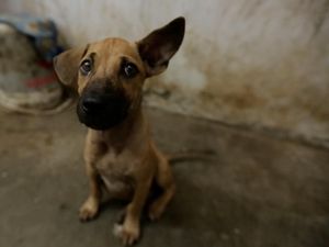 Menelusuri Jejak Bisnis Daging Anjing Usai SE Larangan Konsumsi Diteken Menelusuri Jejak Bisnis Daging Anjing Usai SE Larangan Konsumsi Diteken