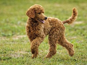 Anjing Toy Poodle: Ciri-ciri, Karakter, dan Cara Merawatnya Anjing Toy Poodle: Ciri-ciri, Karakter, dan Cara Merawatnya
