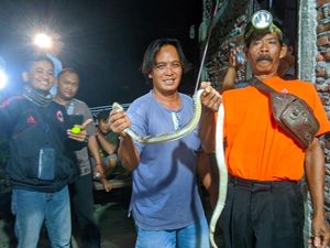 Hendak Kubur Ari-ari, Warga Klaten Malah Ketemu Kobra 1,5 Meter di Dapur Rumah Hendak Kubur Ari-ari, Warga Klaten Malah Ketemu Kobra 1,5 Meter di Dapur Rumah