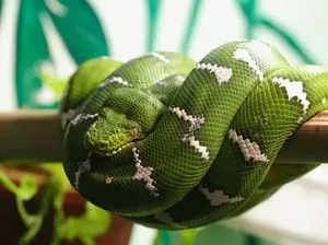 14 Ular Tercantik di Dunia, Bikin Mata Terpana 14 Ular Tercantik di Dunia, Bikin Mata Terpana