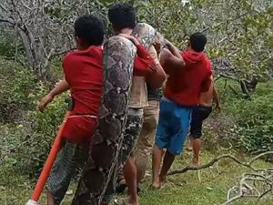 Ular Piton 8 Meter Nyaris Mangsa Babi Hutan di Muna, Langsung Dibunuh Warga Ular Piton 8 Meter Nyaris Mangsa Babi Hutan di Muna, Langsung Dibunuh Warga