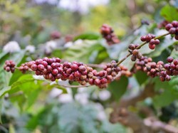 Penghasil Pala Terbaik, Fakfak juga Miliki Kopi Tuni