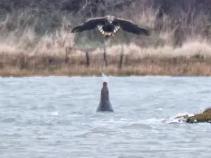 Langka, Anjing Laut Vs Elang dengan Semburkan Air