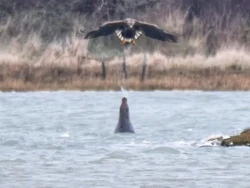 Langka, Anjing Laut Vs Elang dengan Semburkan Air