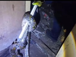 Hiii! Ular Sanca Peliharaan Masuk Toilet, Warga Jaktim Panggil Damkar