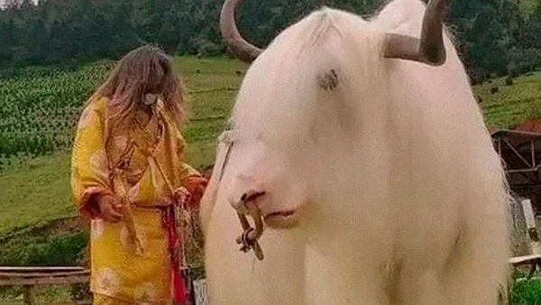 Foto Keunikan di Dunia yang Terabadikan Kamera, Ada Indonesia