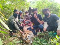 Terkam 2 Warga di Langkat, Harimau Dilepasliarkan KLHK Ditangkap Lagi