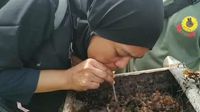 Sensasi Menyesap Madu Langsung dari Sarang Trigona